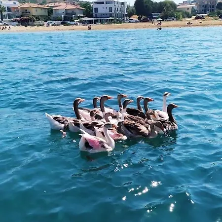 Ege Fener Hotell Çeşme