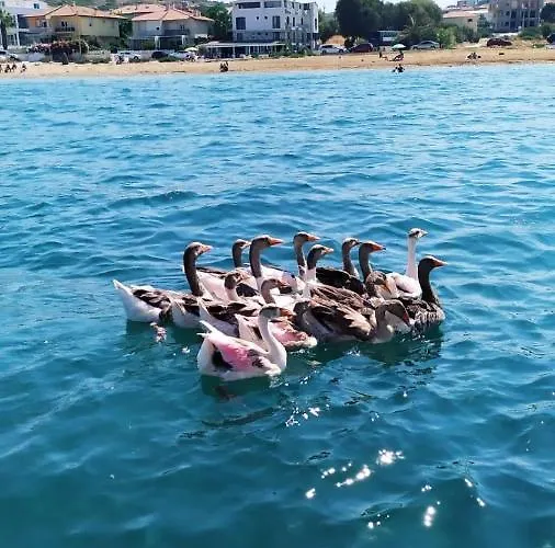 Ege Fener 호텔 Çeşme